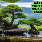 Cây Bonsai Thủy Sinh: Ưu, Nhược Điểm Và Cách Trồng