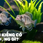 Cá Lau Kiếng Có Tác Dụng Gì?