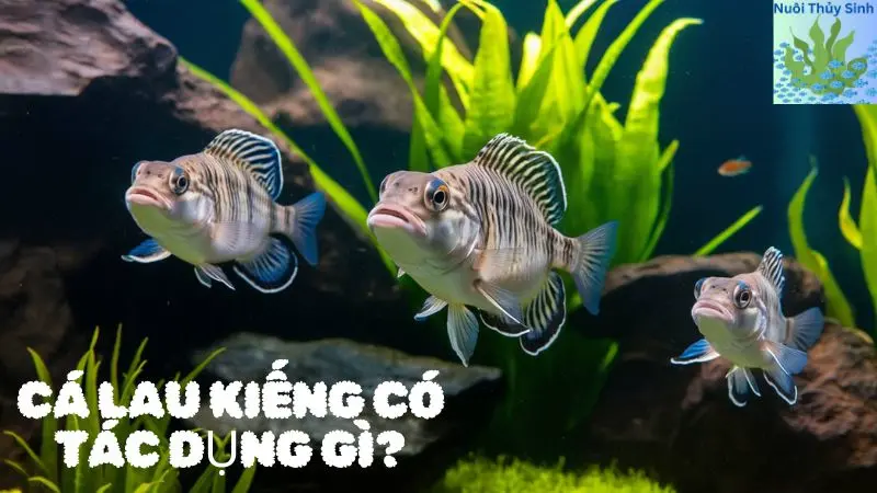 Cá Lau Kiếng Có Tác Dụng Gì?