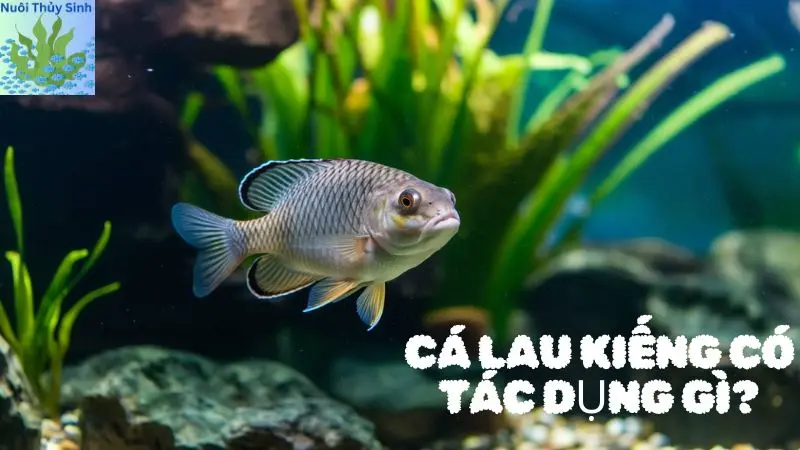 Cá Lau Kiếng Có Tác Dụng Gì?