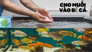 Lợi Ích Và Tác Hại Của Việc Cho Muối Vào Bể Cá