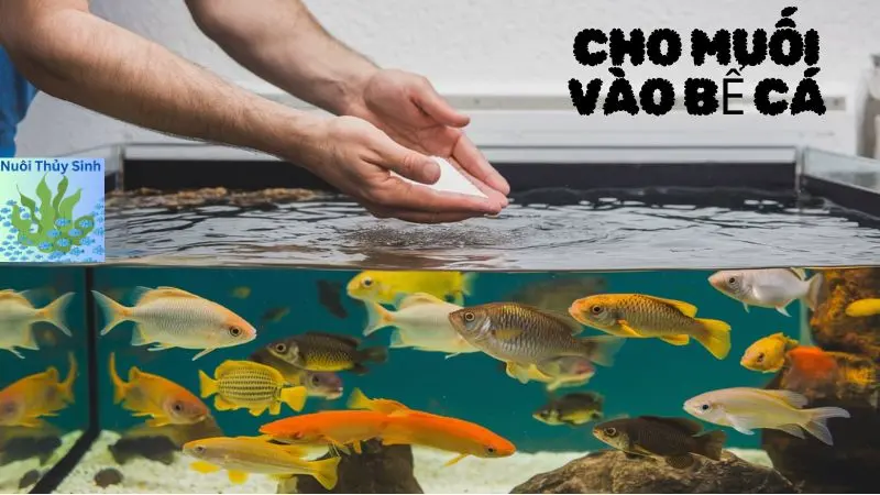 Lợi Ích Và Tác Hại Của Việc Cho Muối Vào Bể Cá