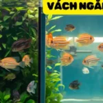 Vách Ngăn Hồ Cá: Bí Kíp Tạo Không Gian Sống Đẹp Cho Cá Cưng