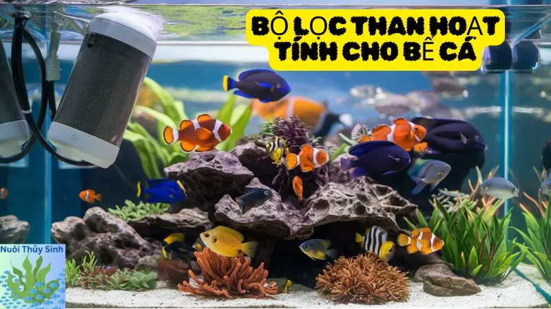 Bộ Lọc Than Hoạt Tính Cho Bể Cá