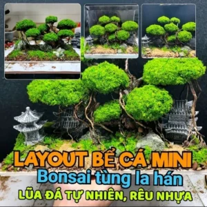 Bộ Tiểu Cảnh Để Bàn: Setup Bể Cá Mini Từ Vật Liệu Tự Nhiên và Rêu Thủy Sinh